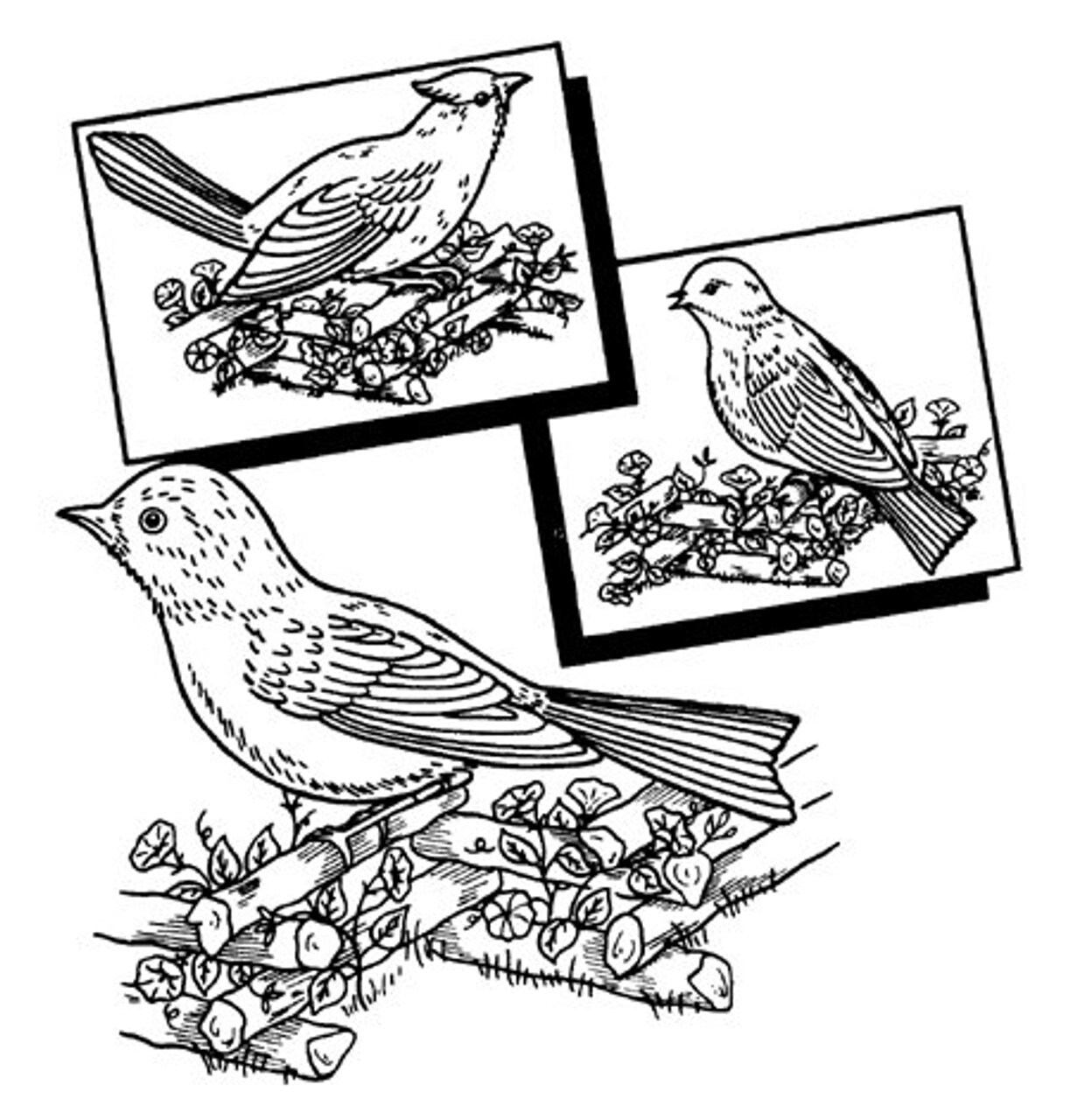Aunt Martha's Birds Galore 3534 Hot Iron Embroidery Transfer - Image 4